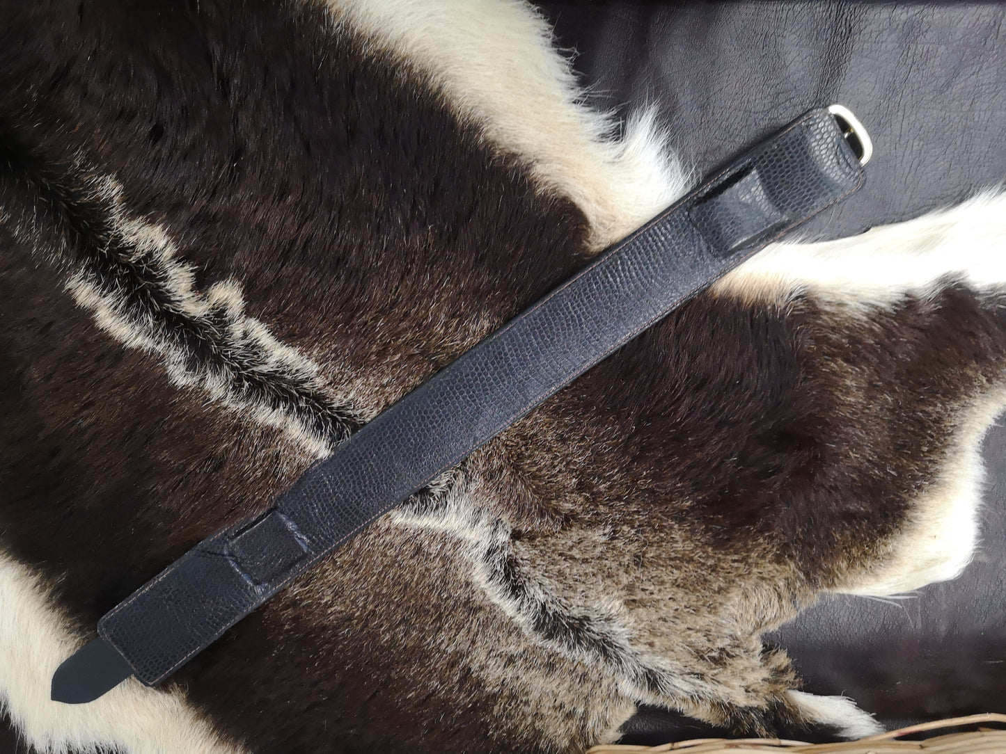 Double Koru (brass) Studded 2 Inch Collar