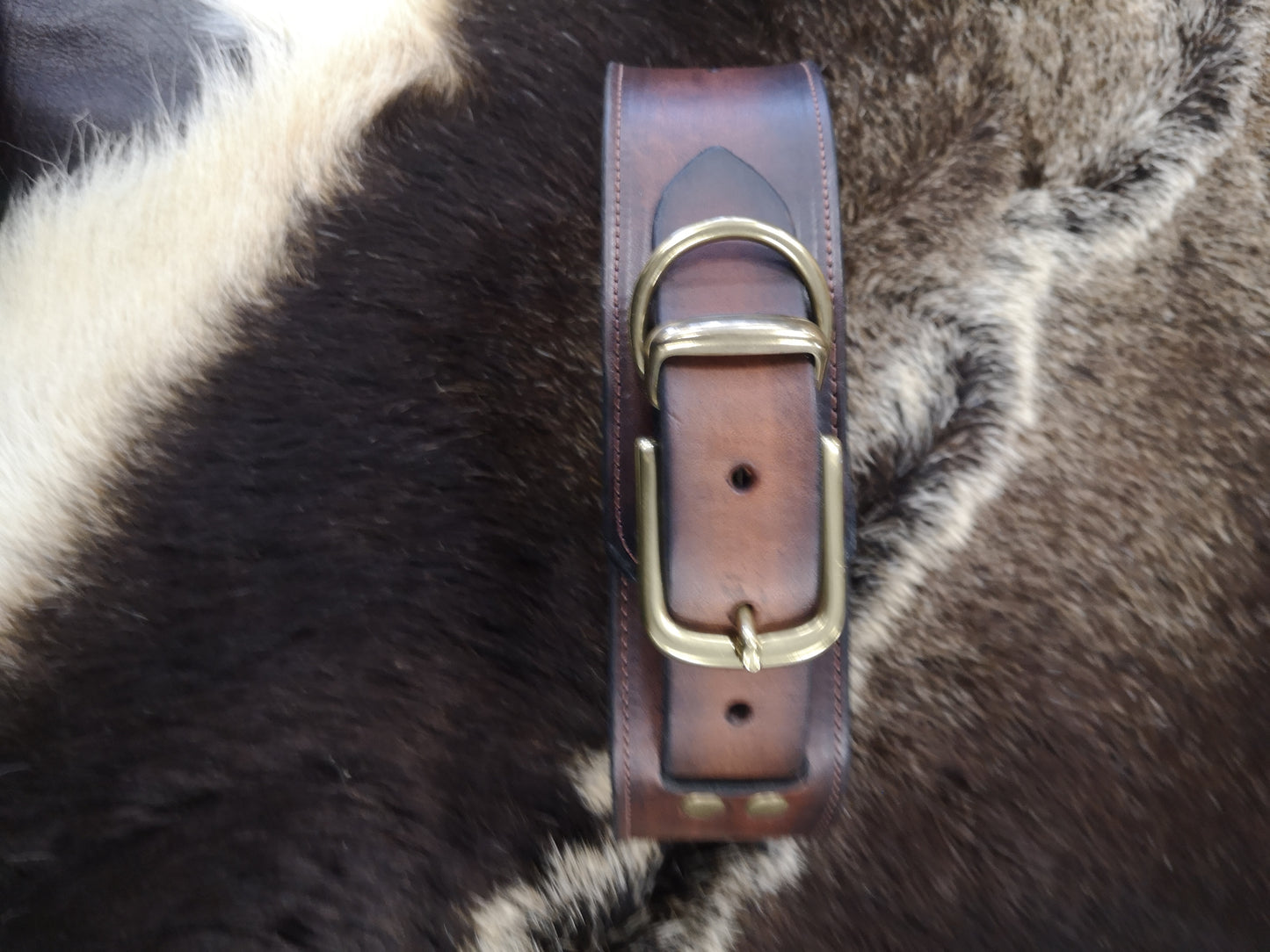 Double Koru (brass) Studded 2 Inch Collar