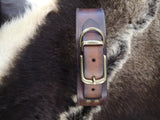 Double Koru (brass) Studded 2 Inch Collar